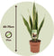 Plant in a Box - Sansevieria Laurentii - Makkelijke Kamerplant - Vrouwentong - Pot 17cm - Hoogte 60-70cm