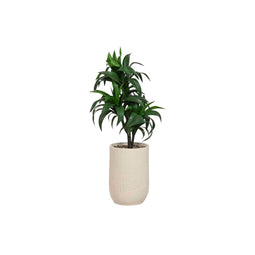 Decoratieve plant Home ESPRIT Hars Polyethyleen 50 x 50 x 102 cm