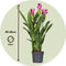 Plant in a Box - Curcuma 'Al Siam Supreme' - Set van 4 - Kurkuma - Bloeiende kamerplanten - Pot 13cm - Hoogte 40-60cm