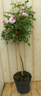 Stamroos 100 cm roze