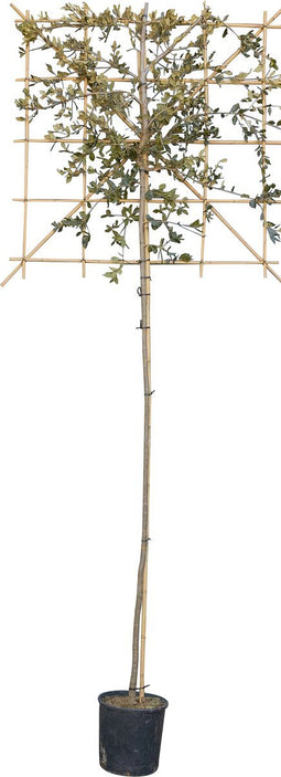 Steeneik leiboom 200 cm | Quercus ilex 4-6 cm 200 cm| Bomenbezorgd.nl