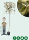 Steeneik leiboom 200 cm | Quercus ilex 4-6 cm 200 cm| Bomenbezorgd.nl