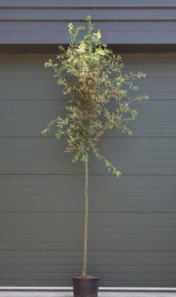Steeneik Quercus ilex h 325 cm st. omtrek 11 cm st. h 180 cm