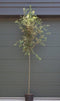 Steeneik Quercus ilex h 325 cm st. omtrek 11 cm st. h 180 cm