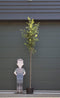 Steeneik Quercus ilex h 325 cm st. omtrek 11 cm st. h 180 cm