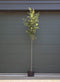 Steeneik Quercus ilex h 325 cm st. omtrek 13 cm st. h 190 cm