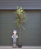 Steeneik Quercus ilex h 325 cm st. omtrek 13 cm st. h 190 cm
