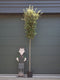 Steeneik Quercus ilex h 400 cm st. omtrek 19 cm st. h 200 cm