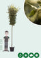 Steeneik Quercus ilex h 400 cm st. omtrek 19 cm st. h 200 cm