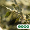 Steeneik Quercus ilex h 400 cm st. omtrek 19 cm st. h 200 cm