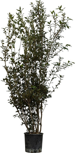 Steeneik solitair | Quercus ilex 150-175 hoog| Bomenbezorgd.nl