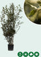 Steeneik solitair | Quercus ilex 150-175 hoog| Bomenbezorgd.nl