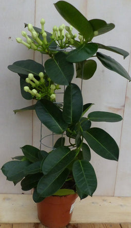 Stephanotis Floribunda