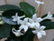 Stephanotis Floribunda