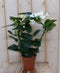 Stephanotis Floribunda
