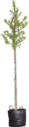 Stermagnolia Magnolia Stellata h 225 cm st. omtrek 7 cm st. h 150 cm