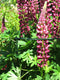 Steunring, een halve-Rond 64cm