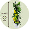 Plant in a Box - Citrus Limon - Citroenboom Piramide - Sierplant met Geurende Bloemen - Pot 17cm - Hoogte 60-65cm