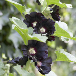 Stokroos (Alcea rosea) 'Nigra'