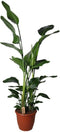 Strelitzia nicolai ↨ 140cm - hoge kwaliteit planten