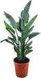Strelitzia Reginae