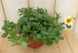 3 stuks! Portulaca eenjarig mix