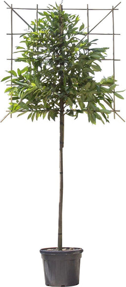 Leilaurier 120 cm | Prunus laurocerasus 'Caucasica' 6-10 cm 120 cm| Bomenbezorgd.nl