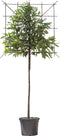 Leilaurier 120 cm | Prunus laurocerasus 'Caucasica' 6-10 cm 120 cm| Bomenbezorgd.nl