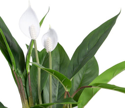 Decoratieve plant 40 x 41 x 48 cm Groen PVC