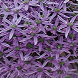 2 stuks - JUB - Allium Gladiator 4 bollen