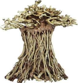 SuperFish - BONSAI MUSHROOM MEDIUM