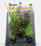 Superfish Deco Plant S Rotala - OPRUIMING