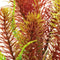 SuperFish - Sf art plant 25 cm myriophyllum red