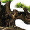 SuperFish - Sf deco bonsai face xxl