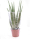 Aloe Vera ↨ 65cm - hoge kwaliteit planten
