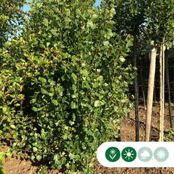 Italiaanse populier | Populus nigra italica 18-20 cm | Bomenbezorgd.nl