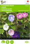 2 stuks - Buzzy - Ipomoea Purpurea Gemengd