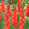 Plant in a Box - Gladiolus 'Glamini Patty' Mini Gladiolus - Gladiool - set van 21 - Tuinbloemen - Rood - Volgroeid: 50 cm