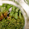 Growing Concepts DIY Duurzaam Ecosysteem Weckpot 5L - Planten - Biophytum Sensitivum - H28xØ18cm