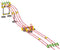 Quercetti Knikkerbaan - Jelle's Marble Run - Marble League Set - 228 delig