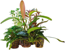 Ap-combi pack special offer 5 pots