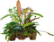 Ap-combi pack special offer 5 pots