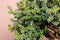 PTMD Sedum Kunsttak - 19 x 18 x 28 cm - Groen