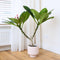 Plant in a Box - Plumeria Frangipani Paars - Hawaii - Tropische kamerplant - Sterk geurende bloemen - Pot 17cm - Hoogte 55-70cm
