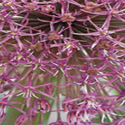JUB - Allium Red Giant