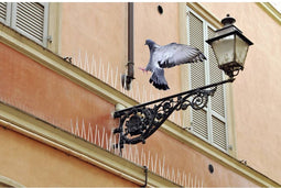 Swissinno Natural Control Birds Away Spikes tegen duiven Functies Afschrikking 300 cm