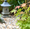 Japanse Esdoorn - Set van 4 - Acer 'Orange Dream' - Hoogte 25-40cm - ⌀10,5cm - Acer palm. Orange Dream P10,5 x4