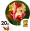 Plant in a Box - Tulipa Flaming Parrot - Bloembollen x20 - Tulp - parkiettulp - tweekleurig