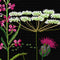 Thea Gouverneur - Borduurpakket met telpatroon - 821.05 - Voorgesorteerde DMC Garens - Wilde bloemen - Zwart Aida - 38 cm x 92 cm - DIY Kit