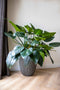 Capi Europe - Vaas elegant laag Groove NL - 34x46 - Zwart - Opening Ø27 - Bloempot voor binnen en buiten - Levenslang garantie - Breukbestendig - 100% Recyclebaar - CO2 Neutraal geproduceerd - KGVBL782